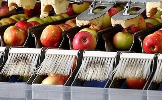 Brush Apples
