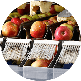 apple sorter with brushes